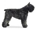 Bouvier des Flandres