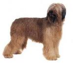 Briard