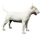 Bull Terrier