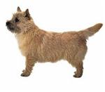 Cairn Terrier