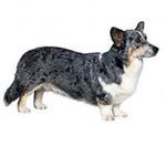 Cardigan Welsh Corgi