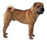 Chinese Shar-Pei