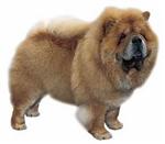 Chow Chow