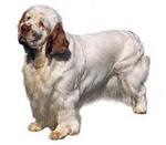 Clumber Spaniel