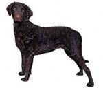 Curly-Coated Retriever