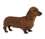 Dachshund