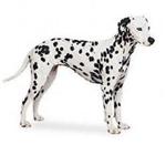 Dalmatian