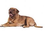 Dogue de Bordeaux