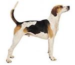 English Foxhound