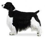 English Springer Spaniel