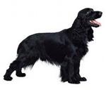 Field Spaniel