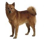 Finnish Spitz