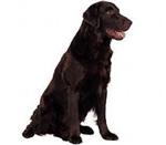 Flat-Coated Retriever