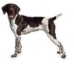 German Shorthaired Pointer