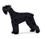 Giant Schnauzer