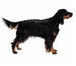 Gordon Setter