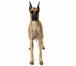 Great Dane