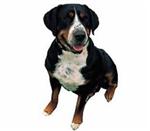 Greater Swiss Mountain Dog