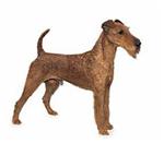 Irish Terrier