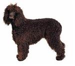 Irish Water Spaniel