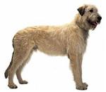 Irish Wolfhound