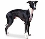 Italian Greyhound