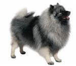 Keeshond
