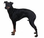 Manchester Terrier