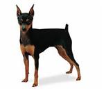 Miniature Pinscher