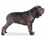 Neapolitan Mastiff