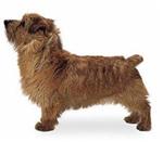 Norfolk Terrier