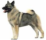 Norwegian Elkhound