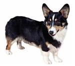 Pembroke Welsh Corgi