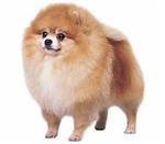 Pomeranian