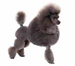 Poodle