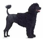 Portuguese Water Dog