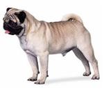 Pug