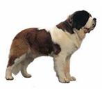 Saint Bernard