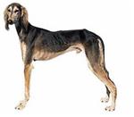 Saluki