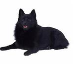 Schipperke