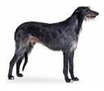 Scottish Deerhound