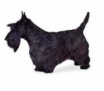 Scottish Terrier