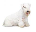 Sealyham Terrier