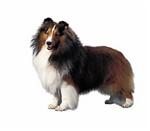 Shetland Sheepdog