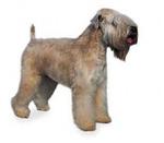 Soft-Coated Wheaten Terrier