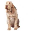 Spinone Italiano