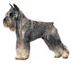 Standard Schnauzer