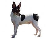 Toy Fox Terrier