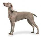 Weimaraner