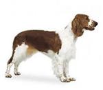 Welsh Springer Spaniel